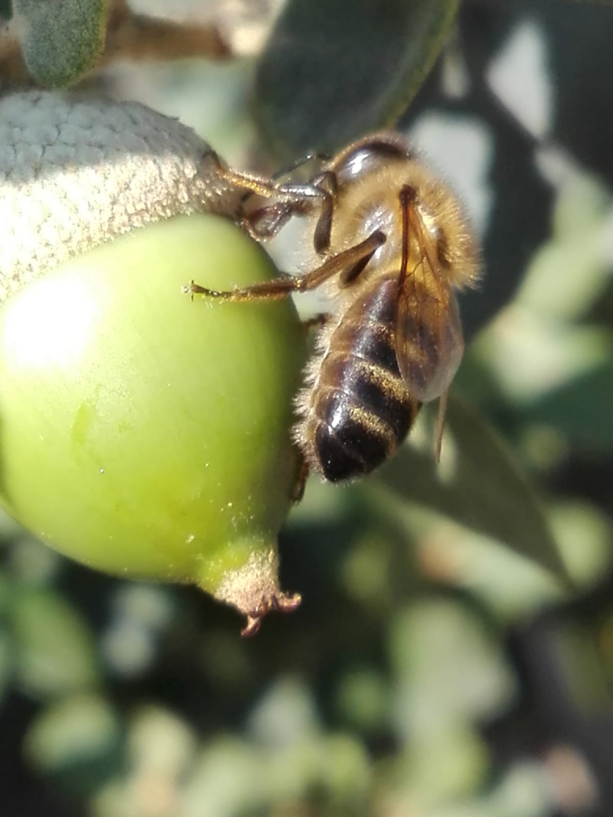 Miel de Encina - Imagen 4