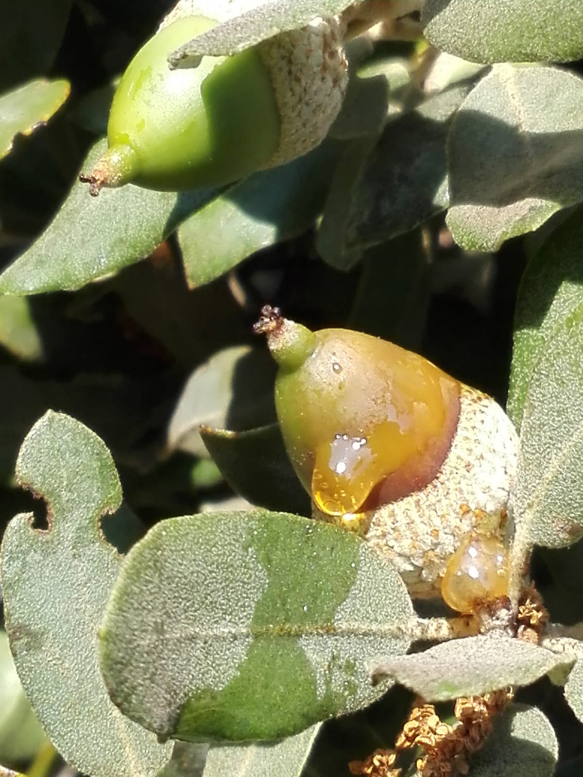 Miel de Encina - Imagen 5