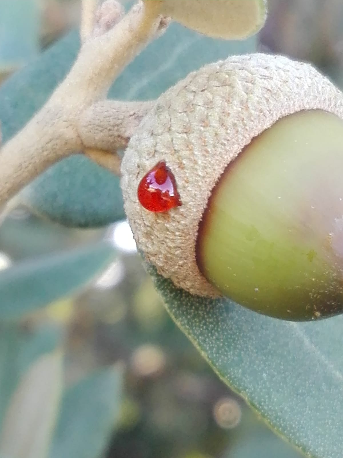 Miel de Encina - Imagen 6