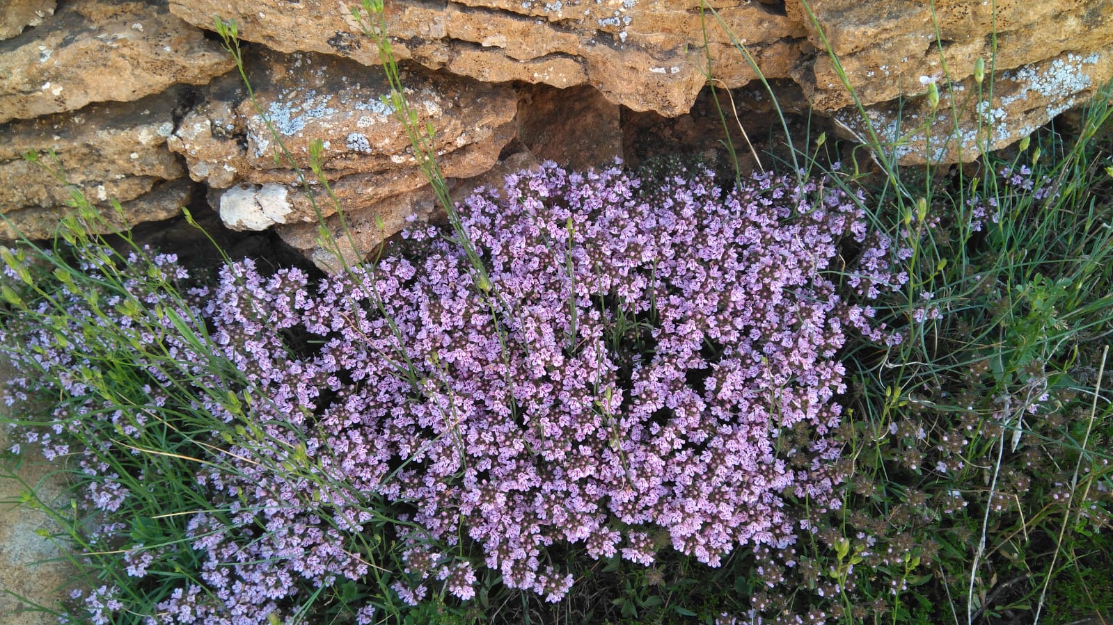 Miel de Limonero - Imagen 2