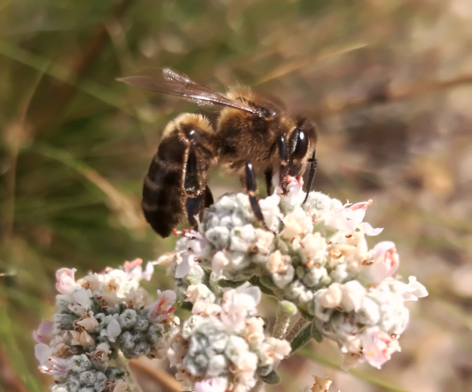 Miel de Limonero - Imagen 3